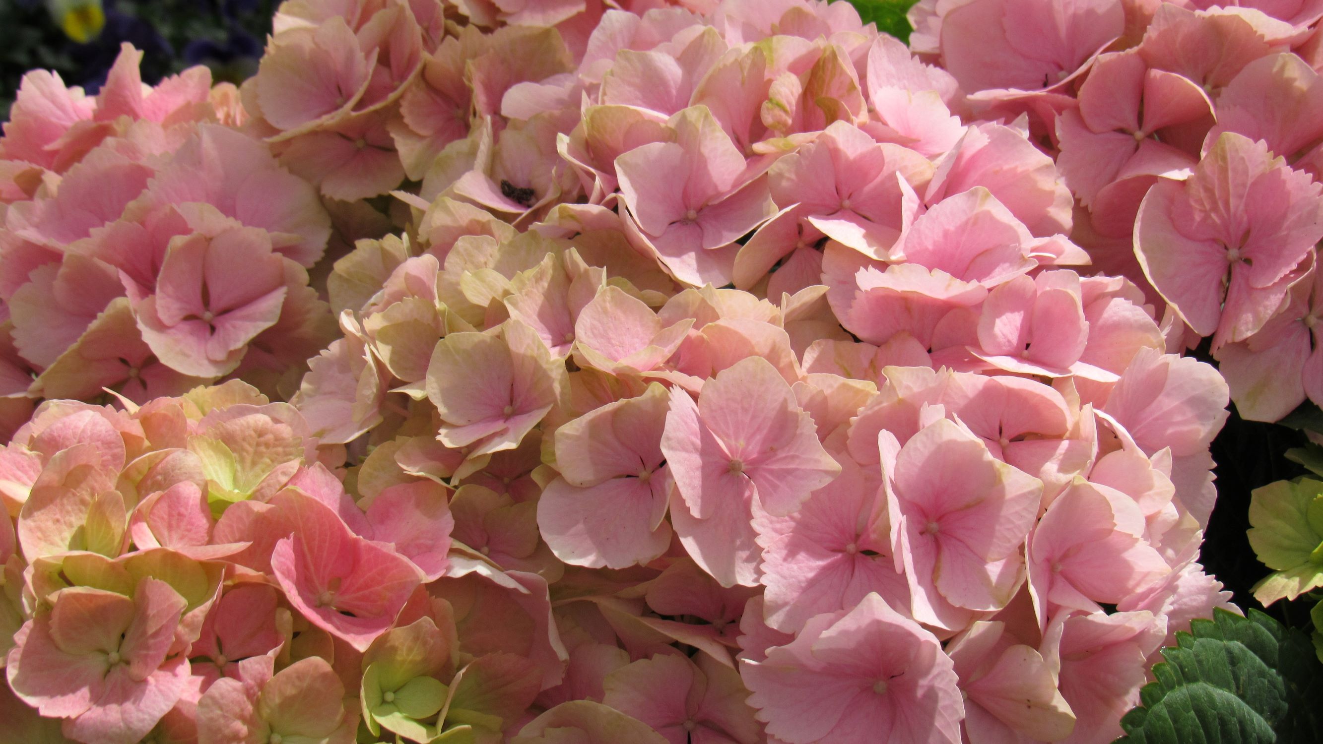 hortensie-2 hortensie-2